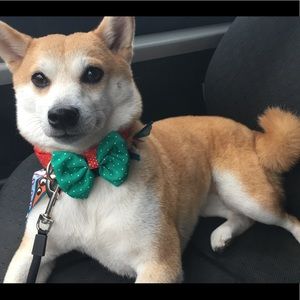 Meet your Posher, Desirae